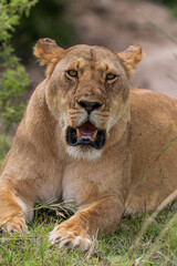 wild lioness female in the grass mouth open