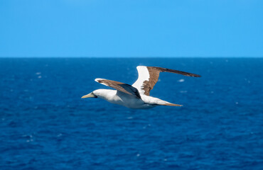 Fototapeta na wymiar Masked booby (Sula dactylatra) in flight over the waters of the Central Atlantic Ocean near the equator. About two days navigation from the Brazilian coast