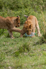 group pride of lions kids playing with plastic bottle 