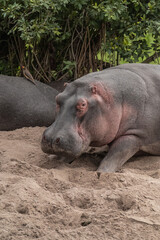 hippopotamus group resting in the wild