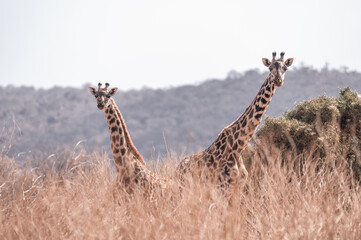 giraffe group hidden in the wild