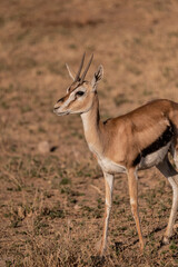 Naklejka na ściany i meble impala antelope mother and baby in the wild
