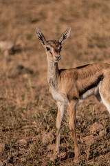 impala antelope mother and baby in the wild