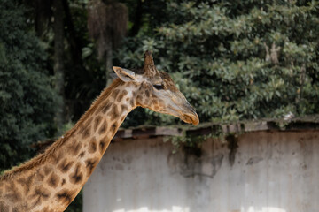 close-up of a giraffe at the São Paulo zoo.