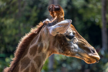close-up of a giraffe at the São Paulo zoo.