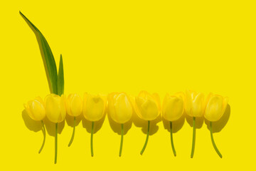 flat lay spring abstract flowers background of yellow tulips flower with hard shadow, copy space