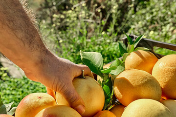 Farmer's hand taking ripe natural organic grapefruit from a crate. Concept of harvest, country...
