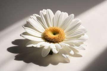 Photo of lush white flower close up