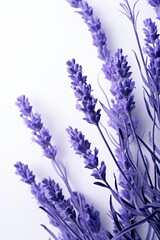 Bright lavender on white background