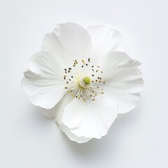 White poppy flower on white background. Flat lay, top view.AI.