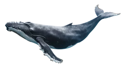 Fotobehang baleine à bosse détourée sur fond transparent © Sébastien Jouve