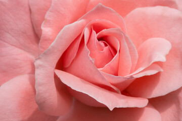 Extreme closeup of delicate pink rose in summertime
