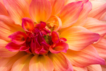 Extreme closeup of vibrant, multi-colored dahlia in summertime
