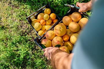 Farmer's hands taking a crate with ripe grapefruit and other citrus fruits during harvesting in...