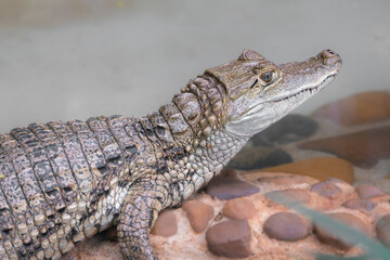 A closeup of a Brazilian alligator with blurred background.
