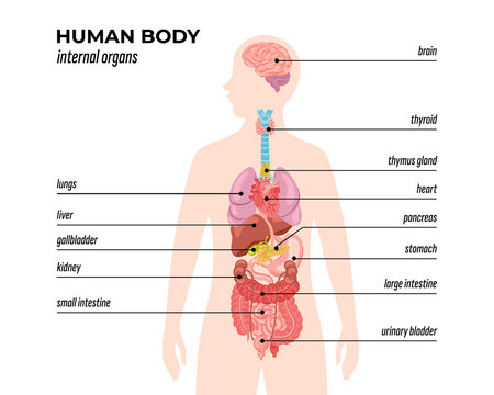 Hand drawn flat organ infographic with human body and organ systems