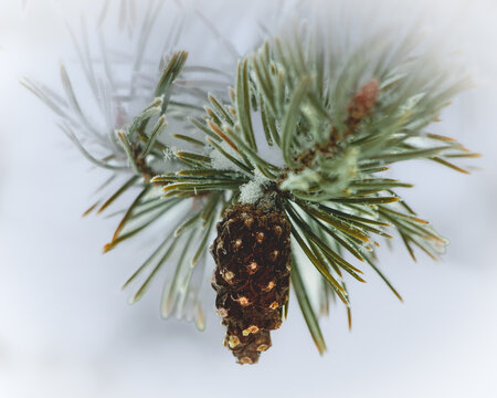 Artistic Looking Pine Cone in Frosty Weather with Diffused Pine Needles and Snowflakes