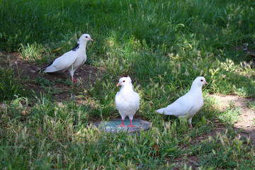 White Doves in the Public City Park