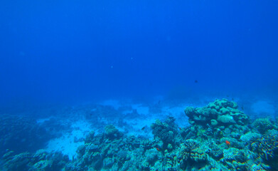 Fototapeta na wymiar Amazing coral reef and fish