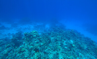 Amazing  coral reef and fish