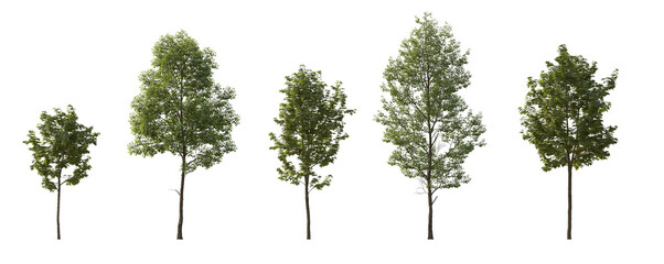 Tilia cordata and sycamore platanus maple cloudy set street summer trees medium and small isolated...