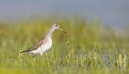 Common Greenshank feeding at a wetland in spring on a migration way