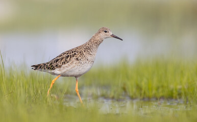 Ruff -  female feeding at the wetland on the mating season in spring