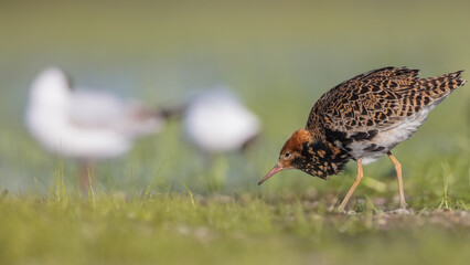 Ruff - male bird at a wetland on the mating season in spring
