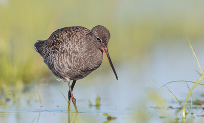 Spotted redshank  - in spring feeding at wetland  on the migration way