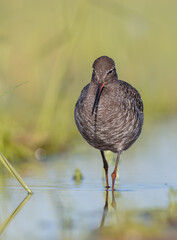 Spotted redshank  - in spring feeding at wetland  on the migration way