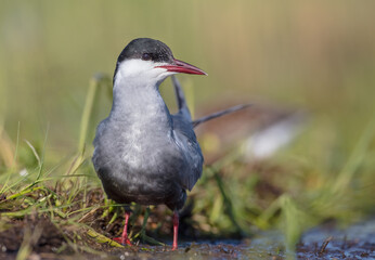 Whiskered tern - adult bird at a wetland in spring
