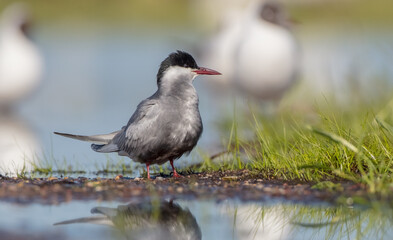 Whiskered tern - adult bird at a wetland in spring