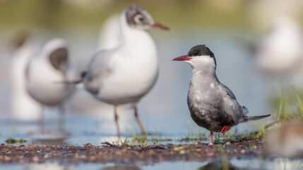 Whiskered tern - adult bird at a wetland in spring