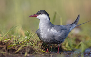 Whiskered tern - adult bird at a wetland in spring