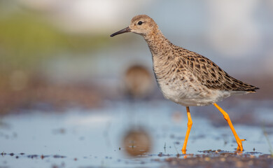 Ruff -  female feeding at the wetland on the mating season in spring