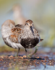 Dunlin - adult bird at a wetland on the spring migration 