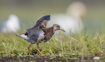 Ruff - male bird at a wetland on the mating season in spring