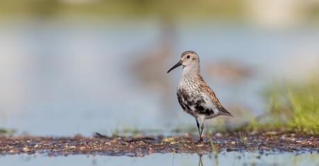 Dunlin - adult bird at a wetland on the spring migration 