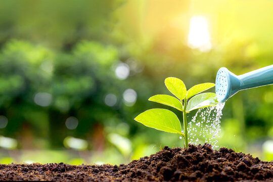 Frische Pflanze wird gegossen 