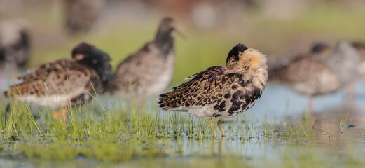 Ruff - male bird at a wetland on the mating season in spring