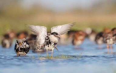 Ruff - male bird at a wetland on the mating season in spring