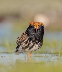 Ruff - male bird at a wetland on the mating season in spring