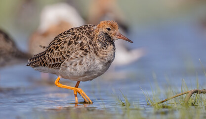 Ruff - male bird at a wetland on the mating season in spring