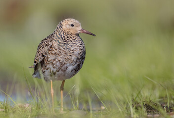 Ruff - male bird at a wetland on the mating season in spring