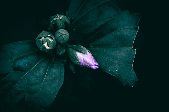 A close up of Rose of Sharon flower buds with green leaves - Powered by Adobe