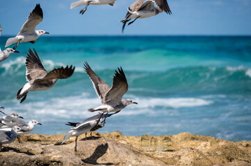 Flying seagulls on the coast of Isla Mujeres in Mexico