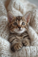 photo featuring a cute, sweet baby Bengal kitten