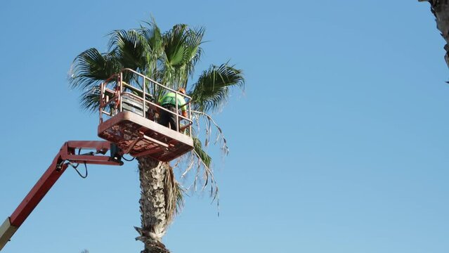 A worker planting greenery trims the leaves and branches of a folded palm tree while standing on 