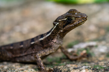 lizard on a rocky ground in Mexico