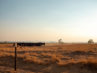 Cows grazing on the Brazilian Cerrado